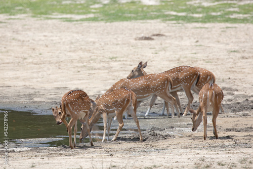 A herd of spotted deer drinking at a muddy water hole in the jungles of Sri Lanka.