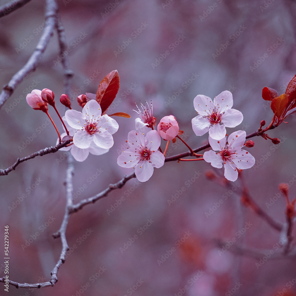 beautiful cherry flowers in spring season, sakura flowers