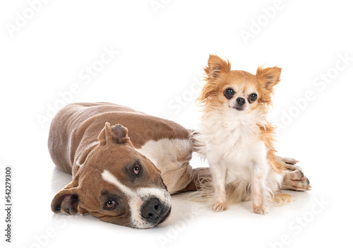 american staffordhire terrier and chihuahua