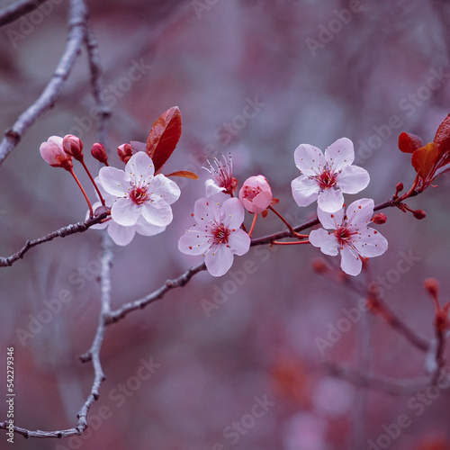 beautiful cherry flowers in spring season  sakura flowers