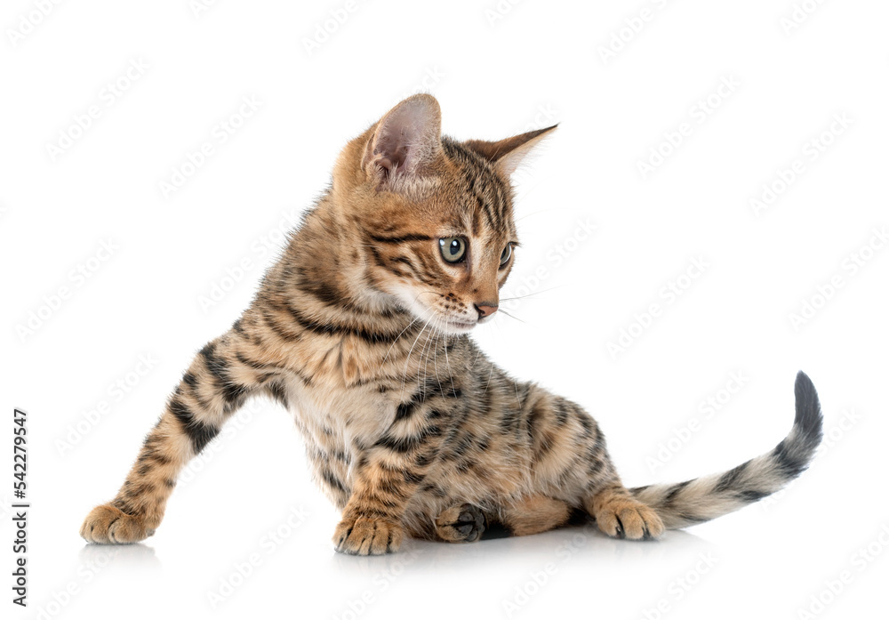 bengal kitten in studio