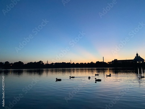 beautiful sunset on the shore of the lake with ducks on the background of the city