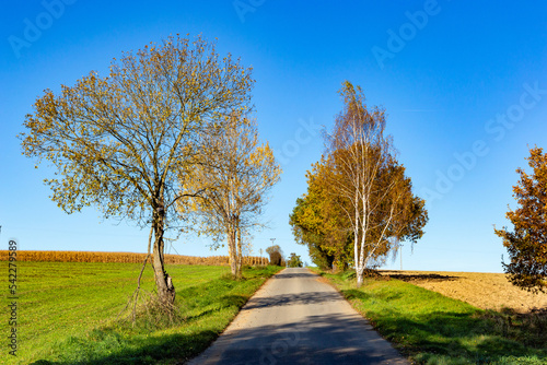 Autumn rural landscape with forest  fields and blue sky.