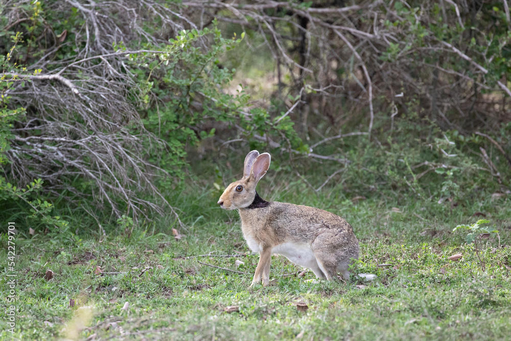 A cute hare nervously gazes around in the opening of a jungle. A cute hare nervously gazes around in the opening of a jungle.