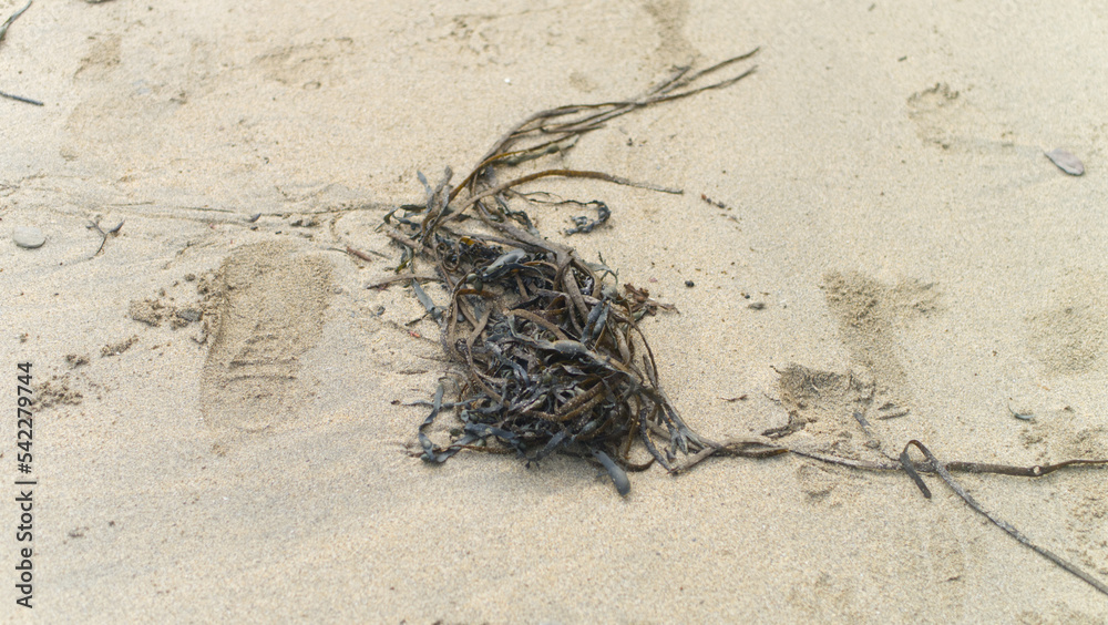 Obraz premium Seaweed and other flotsom and jetsom on a sandy Atlantic coast beach