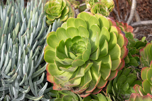 close up of plant