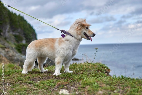 Alopekis breed dog running outdoors photo