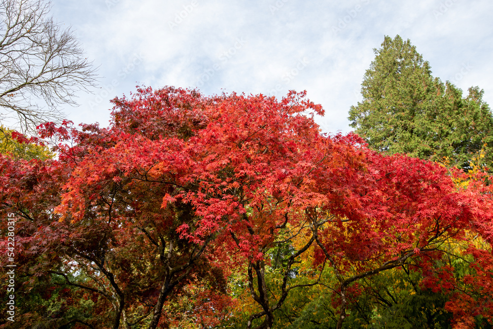 Autumn leaves on a Japanese maple (acer japonica) tree