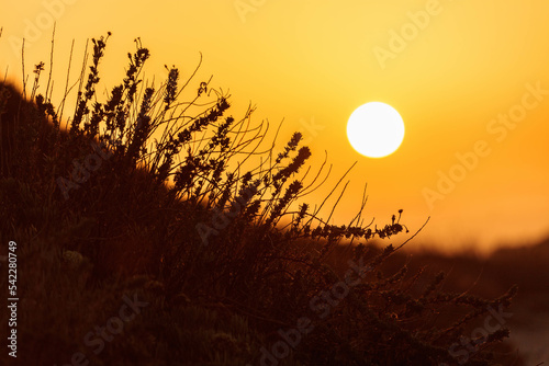 Tablou pe pânză suggestive image of Mediterranean shrubs at sunset