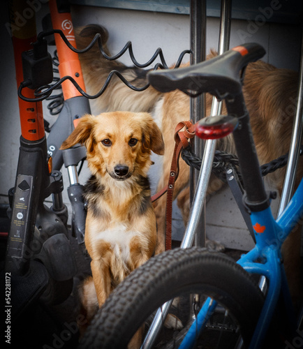 dog on a bicycle