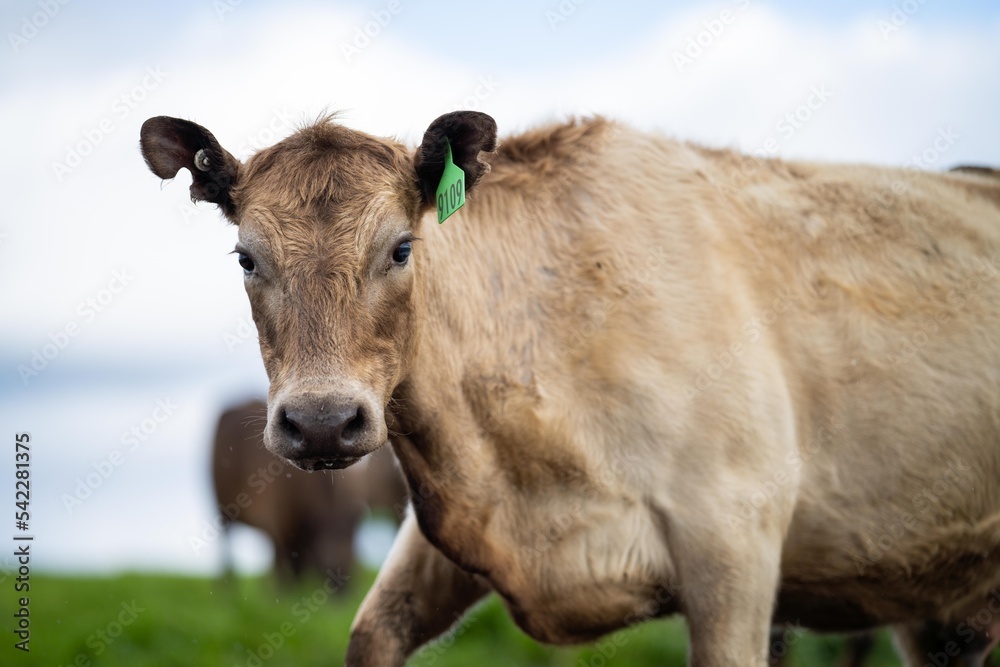 cows grazing and eating grass and pasture on an organic, regenerative farm and ranch in Australia.
cows grazing and eating grass and pasture on an organic, regenerative farm and ranch in Australia.