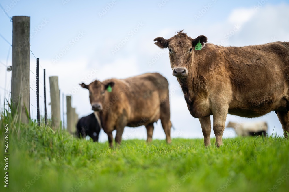 cows grazing and eating grass and pasture on an organic, regenerative farm and ranch in Australia.
cows grazing and eating grass and pasture on an organic, regenerative farm and ranch in Australia.