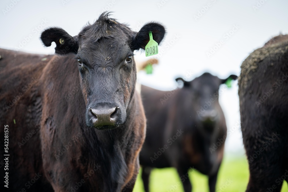 Close up of Stud speckle park Beef bulls, cows and calves grazing on grass in a field, in Australia. breeds of cattle include speckle park, murray grey, angus, brangus and wagyu on long pastures in sp Close up of Stud speckle park Beef bulls, cows and calves grazing on grass in a field, in Australia. breeds of cattle include speckle park, murray grey, angus, brangus and wagyu on long pastures in sp