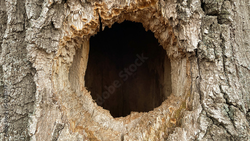 Obraz na płótnie Bird nest in the hollow tree trunk