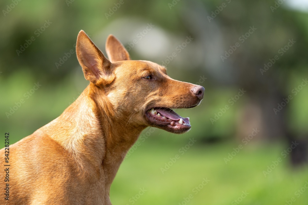 dogs and kelpies working on a farm in Australia