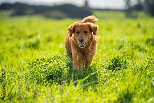 dogs and kelpies working on a farm in Australia