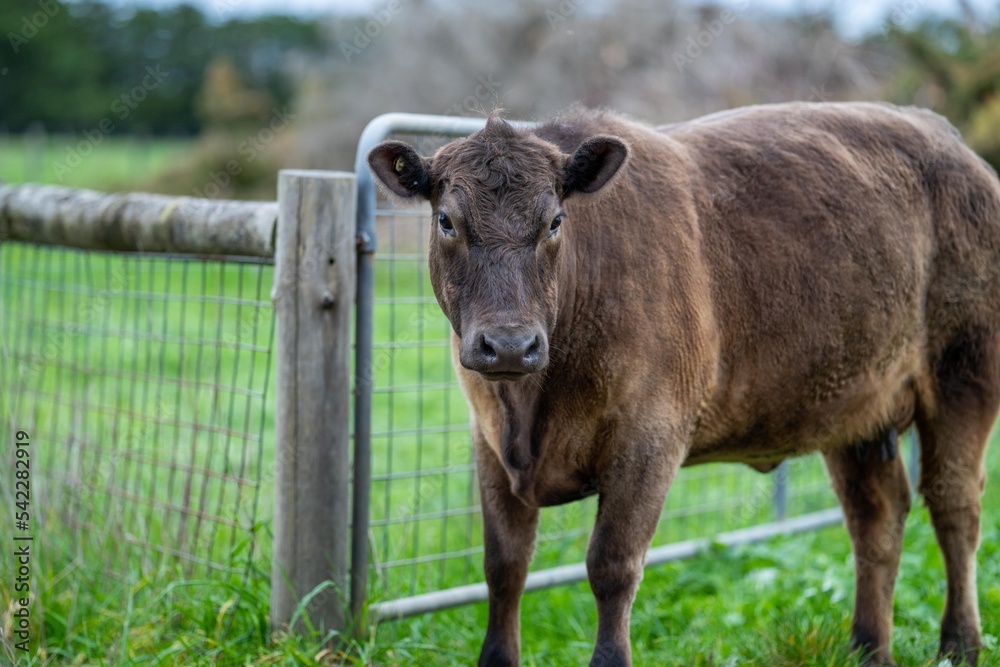 herd of Cows grazing on pasture in a field. regenerative angus cattle in a paddock
herd of Cows grazing on pasture in a field. regenerative angus cattle in a paddock