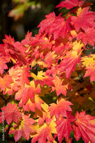 Close up of red autumn leaves on a Japanese maple  acer palmatum  tree