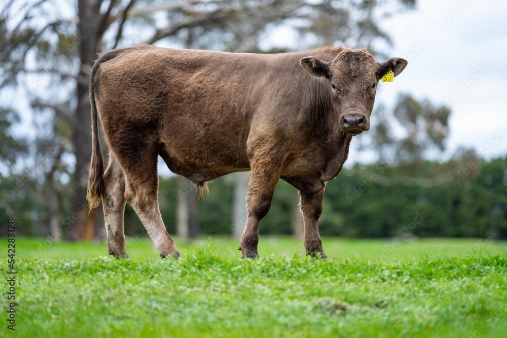 cows on a hill, agriculture agronomy accessing plant growth and soil health science in a field by a student scientist at university in australia in spring cows on a hill, agriculture agronomy accessing plant growth and soil health science in a field by a student scientist at university in australia in spring