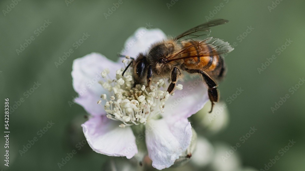 Closeup shot of a bee collecting nectar from white wildflowers Closeup shot of a bee collecting nectar from white wildflowers