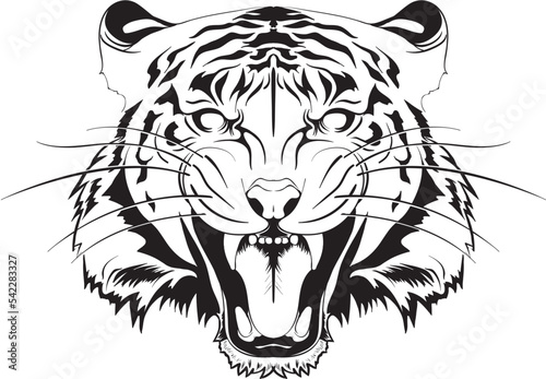 Illustration of the Tiger