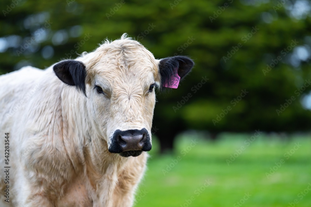 herd of Cows grazing on pasture in a field. regenerative angus cattle in a paddock 
