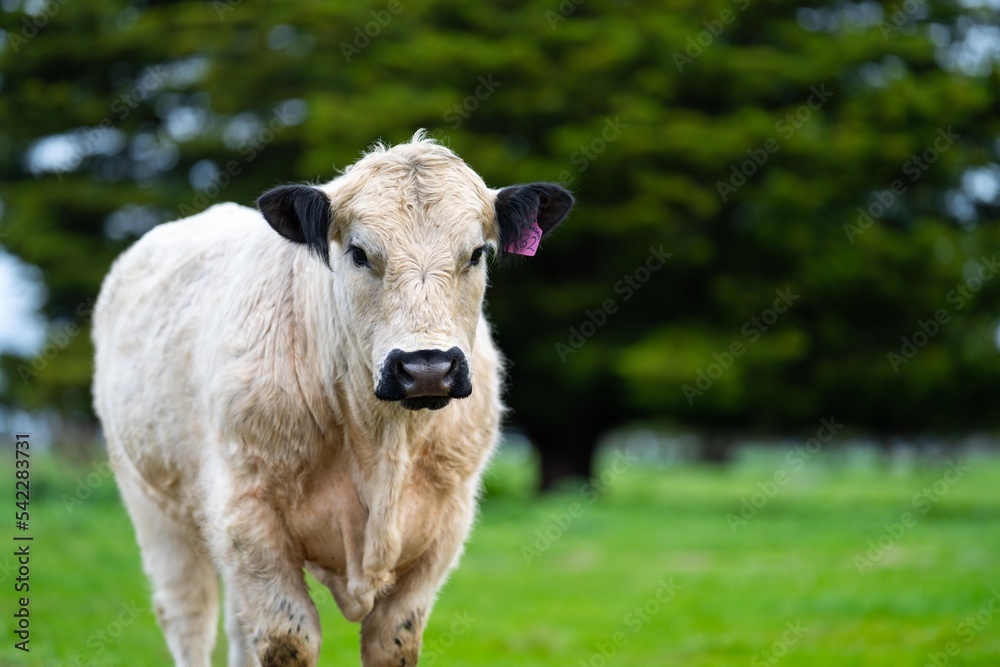 cows on a hill, agriculture agronomy accessing plant growth and soil health science in a field by a student scientist at university in australia in spring cows on a hill, agriculture agronomy accessing plant growth and soil health science in a field by a student scientist at university in australia in spring