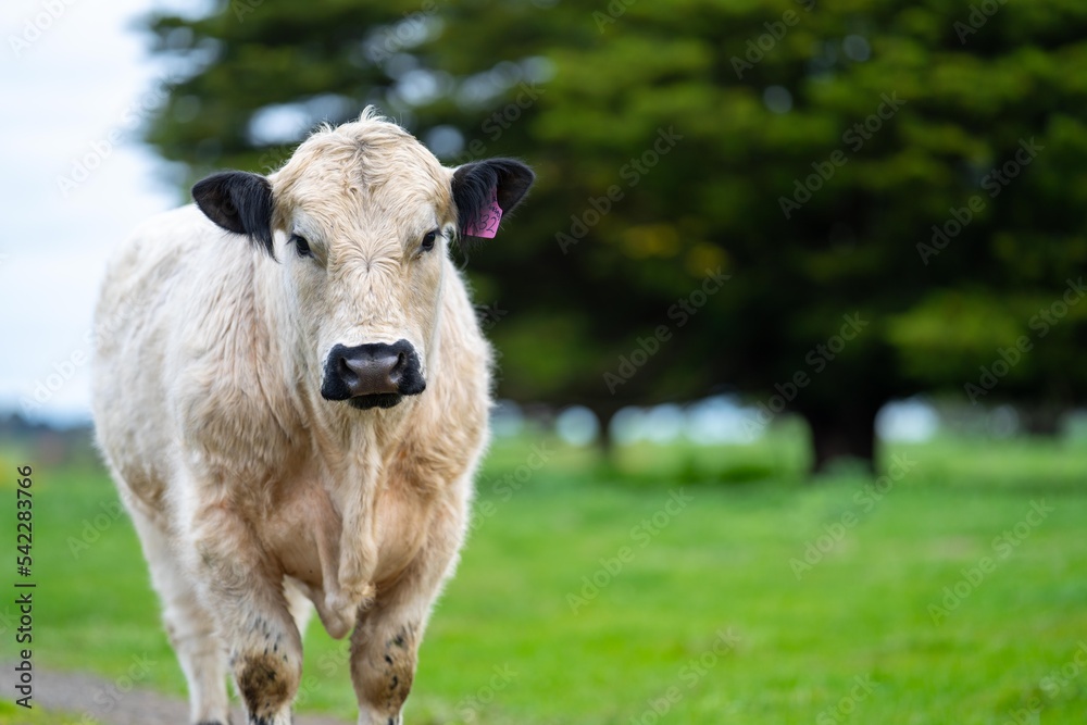 herd of Cows grazing on pasture in a field. regenerative angus cattle in a paddock
herd of Cows grazing on pasture in a field. regenerative angus cattle in a paddock