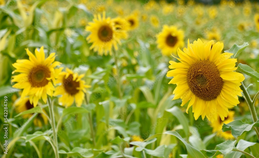 Sunflowers in Bloom in Early Autumn in Rural Germany, Right Foreground Focus Sunflowers in Bloom in Early Autumn in Rural Germany, Right Foreground Focus
