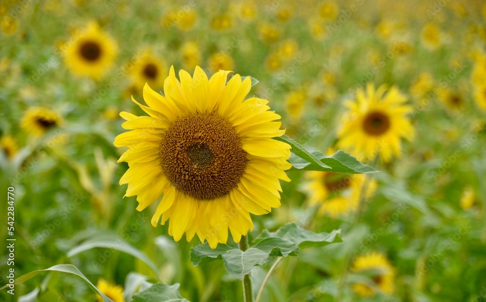 Sunflowers in Bloom in Early Autumn in Rural Germany, Center Focus Sunflowers in Bloom in Early Autumn in Rural Germany, Center Focus