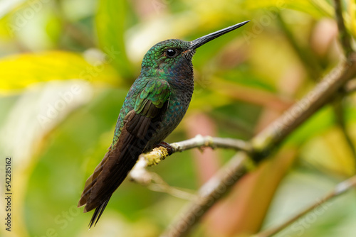 Green-backed or White-tailed Hillstar - Urochroa leucura, formerly in the white-tailed hillstar, hummingbird in brilliants, tribe Heliantheini in Lesbiinae, found in Colombia, Ecuador and Peru.