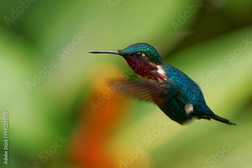 Gorgeted Woodstar (Chaetocercus heliodor) species of hummingbird in tribe Mellisugini, Trochilinae, the bee hummingbirds, Green bird with purple throat from Colombia, Ecuador and Venezuela