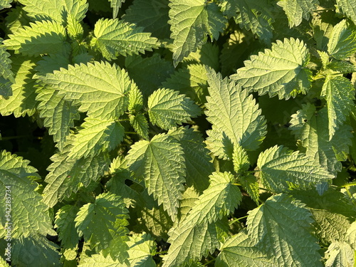 closeup of nettle (Urtica dioica) plants