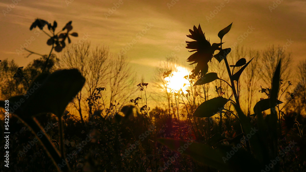 Obraz premium Sonnenuntergang Feld