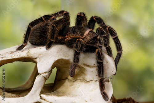 Close-up of the female of Spider Tarantula  (Lasiodora parahybana) on the stone on green leaves background. Largest spider in terms of leg-span is the giant huntsman spider.   photo