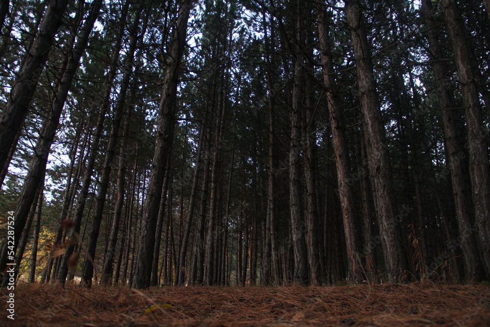 Obraz premium High trees in the forest. Atmospheric forest.
