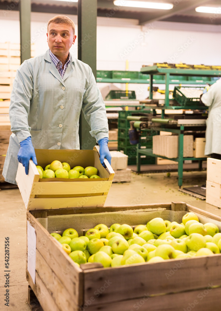 Fototapeta premium Focused man arranges boxes with apples after packaging at apples factory
