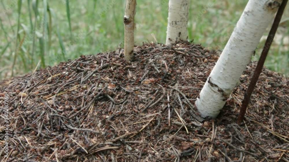 Ant colony working on an anthill among birch trees in the forest. Some ants are positioned on trees, watching and moving sporadically, while others are swarming around. Filmed in summer daytime. Ant colony working on an anthill among birch trees in the forest. Some ants are positioned on trees, watching and moving sporadically, while others are swarming around. Filmed in summer daytime.