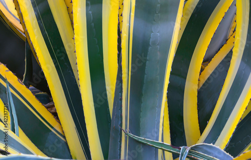 closeup photo of american agave (mediopicta alba).
Huge green agave leaves as a sinuous and variegated backdrop