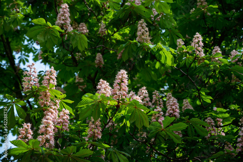 Aesculus hippocastanum or horse chestnut, blooming tree, close-up photo.
