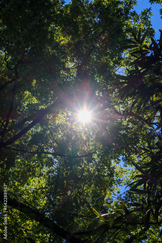 Fototapeta premium Botanischer Garten auf der Brissago Insel im Lago Maggiore in der Schweiz
