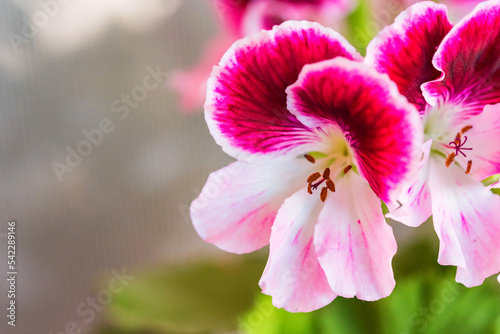 Pelargonium or geraniums. Beautiful flower, close-up photo.