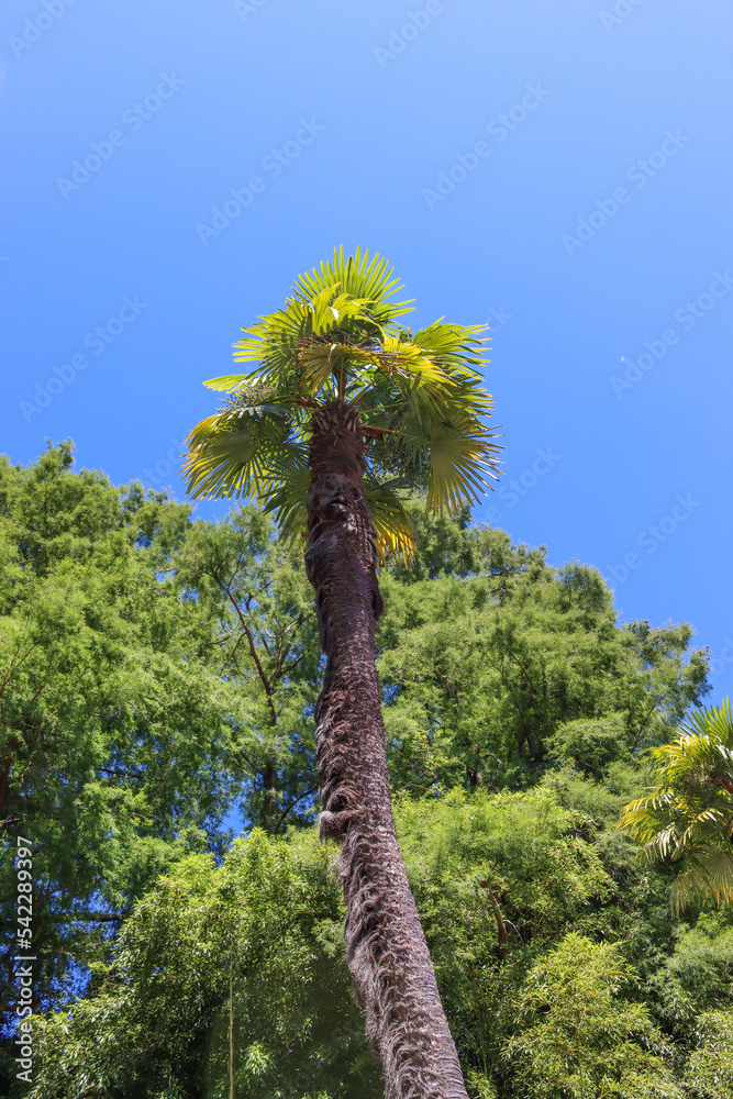 Palme im botanischen Garten auf der Brissago Insel im Lago Maggiore