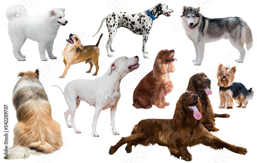 set of different purebred dogs isolated on white background