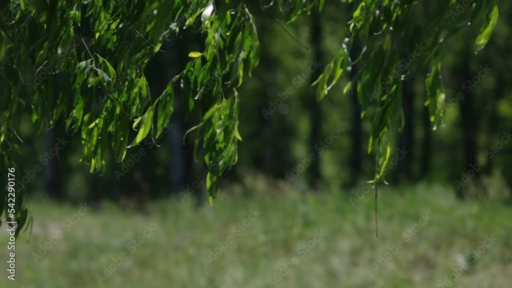 Close-up on willow tree leaves, also known as sallow and osier of the genus Salix. Filmed in summer daytime with changing wind on a blurry background.