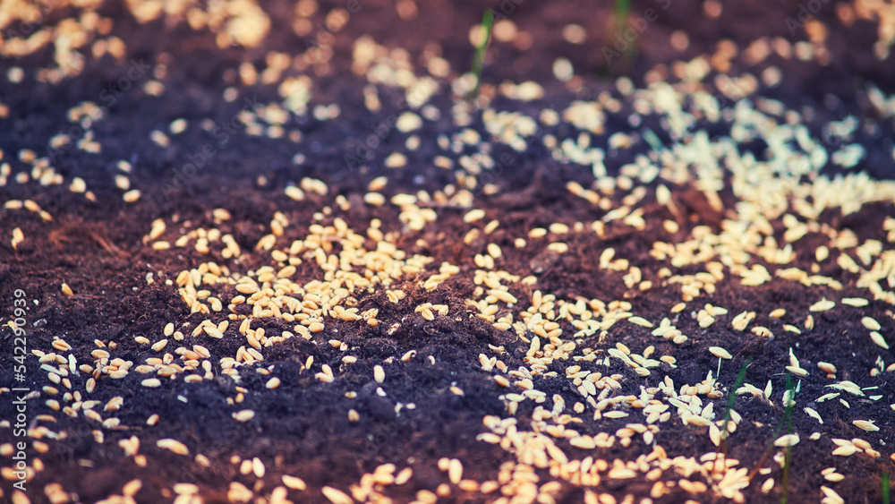Planting seeds of wheat grains in the ground. Soil with wheat seeds close-up Planting seeds of wheat grains in the ground. Soil with wheat seeds close-up