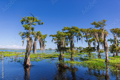 Swamp and Grass of Everglades National Park. Florida. USA.