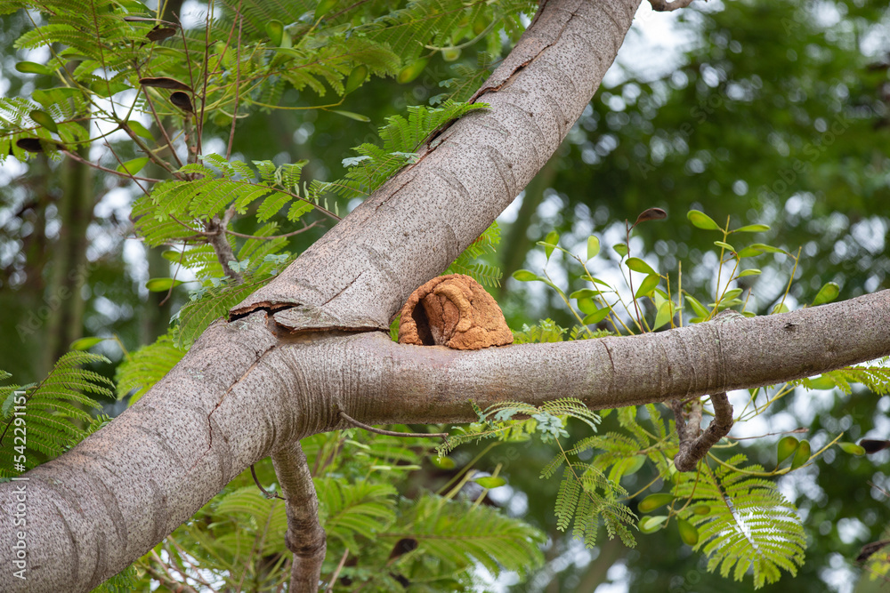 Nest of João de Barro bird on tree branch in selective focus