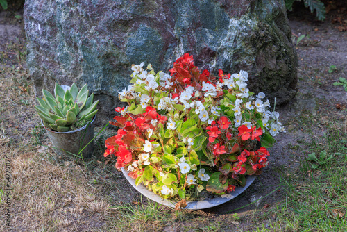 Grave with bowl and colorful begonia plants and socculent plant, at graveyard in Marum in municipality Westerkwartier in Groningen province the Netherlands photo