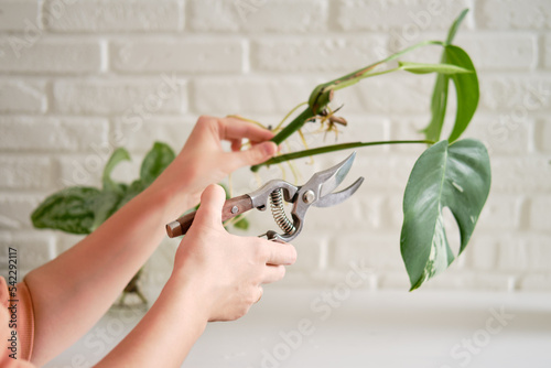 Fototapeta Naklejka Na Ścianę i Meble -  Woman florist cuts monstera albo plant with garden scissors. Female hands and care for home plants for planting in a flower pot